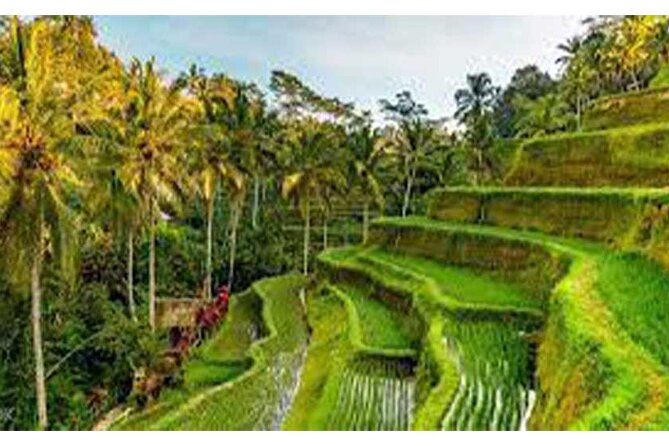 Ubud ATV Quad Bike, Monkey Forest and Rice Terrace - Entering the ATV Track: What Makes the Ride Worth the Money