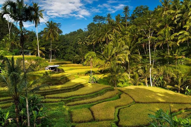 Ubud City Tour II: Monkey Forest, Palace, Art Market, and Rice Terrace - Price and value: $65 with tickets, pickup, and an English speaking driver