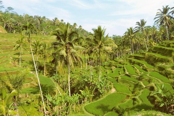 Ubud Combine Mount Batur Kintamani Tour - Stop 5: Tegalalang Rice Terrace, One Hour of View Time