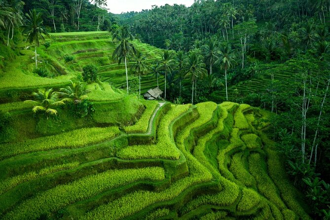 Ubud Countryside Tour: Campuhan Ridge Walk and Rice Terrace - Tegalalang Rice Terraces: Views, Timing, and a Small Donation
