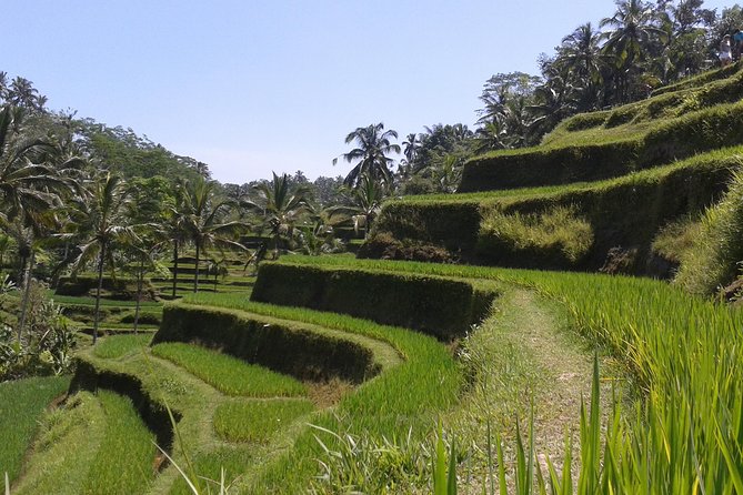 Ubud Cultural Day Tour: A Day for Balinese Cultural Experience - Stop 4: Sacred Monkey Forest Sanctuary
