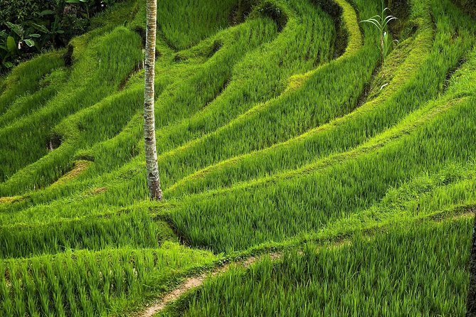 Ubud Cultural Day Tour: A Day for Balinese Cultural Experience - Stop 5: Ubud Palace and Cultural Preservation
