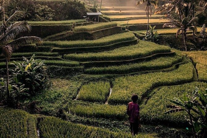 Ubud Customized Full Day Tour - Visit Most favorite In Ubud - Monkey Forest and Ubud Central Market: Break Up the Nature Day