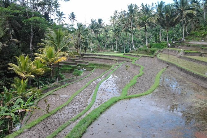 Ubud Customized Private Tour - Mount Batur and Kintamani: a view stop with real comfort nearby