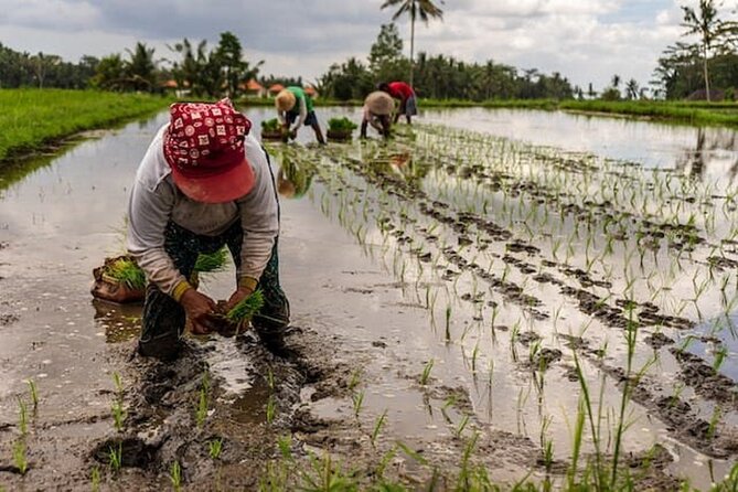 Ubud: Downhill Cycling with Volcano, Rice Terraces and Meal - What you get for about $36.66: value that actually adds up