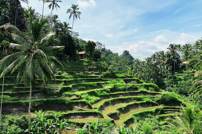 Ubud Experience | Full Day Private Tour in Ubud | FREE WIFI - Real Bali Swing: The Adventure Stop for Big Memories