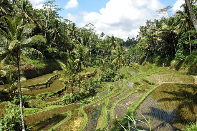 Ubud Explorer Private Day Tour - Stop 3: Sacred Monkey Forest Sanctuary and the art of monkey manners