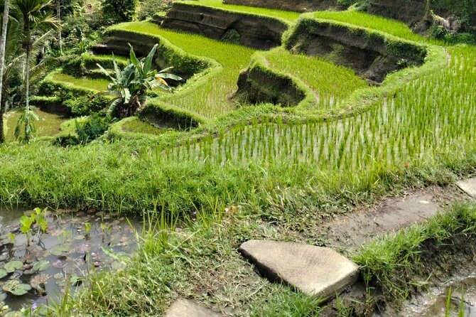 Ubud Explorer Private Day Tour - Price and value: is $52 per person fair for this kind of day?