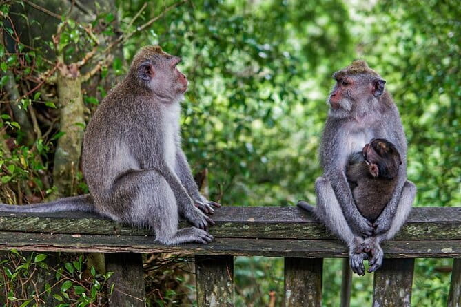 Ubud Highlight Private Charter with Jungle Swing - Stop 1: Sacred Monkey Forest Sanctuary for a Dense 90 Minutes of Temple + Macaques