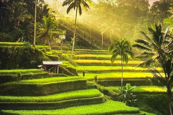 Ubud Highlight Rice Terrace,Waterfall,Temple and Art village - Key highlights you will actually care about