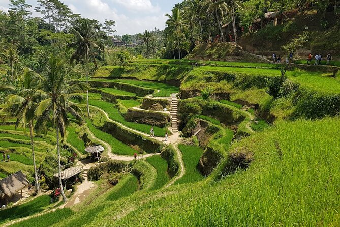Ubud Highlights Rice Terraces, Temple, Waterfall & Monkeys forest - Sacred Monkey Forest Sanctuary: Big Energy, Temple Details, and Real Wildlife