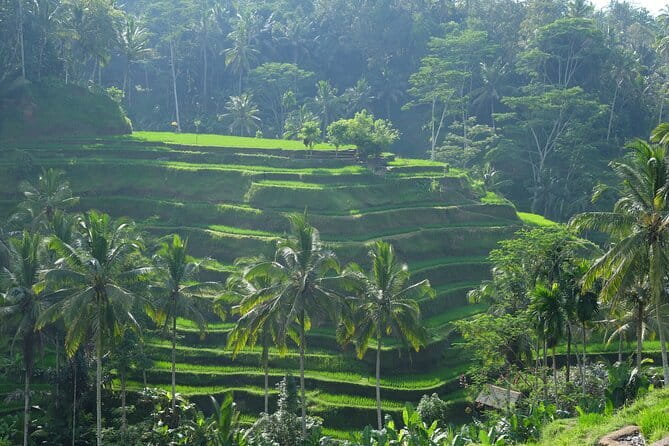 Ubud Highlights Tour ( Private All-Inclusive ) - The art market option in central Ubud: shopping that stays optional