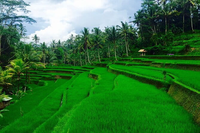 Ubud Highlights Tour ( Private All-Inclusive ) - The craft trail that actually makes Ubud make sense: Tohpati, Celuk, Mas, Batuan