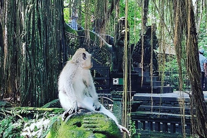 Ubud iconic waterfall and temple tours - Ubud icons, in one focused full-day circuit