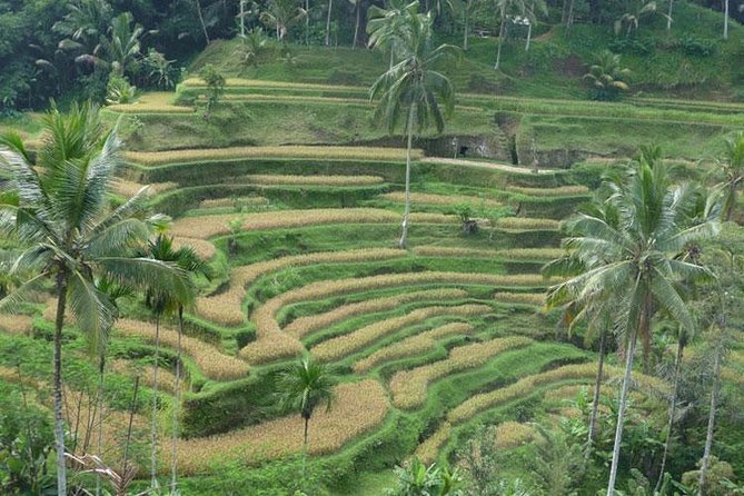 Ubud Kintamani Tour - Tegenungan Waterfall: quick visit, big photo payoff