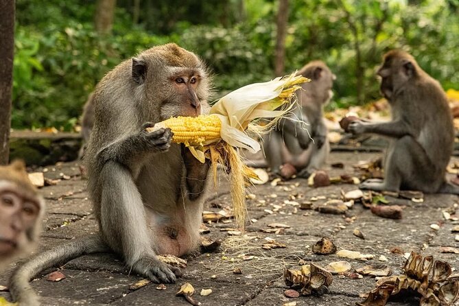 Ubud Monkey Forest - Rice Terrace - Jungle Swing - Water Temple - A 8 to 10 Hour Route That Actually Makes Sense