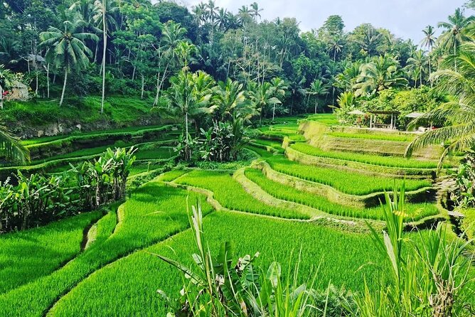 Ubud Monkey Forest - Rice Terrace - Jungle Swing - Water Temple - Tegenungan Waterfall: Dip Potential, Photo Time, and What the Pool Means