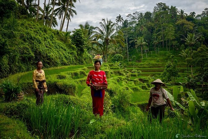Ubud Monkey Forest - Rice Terrace - Jungle Swing - Water Temple - Tirta Empul Temple (Water Temple): Holy Water Traditions and a Key Rule