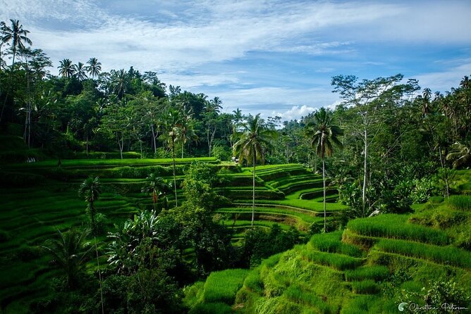 Ubud Monkey Forest - Rice Terrace - Jungle Swing - Water Temple - Price and Value: $32.40, But Confirm the Entry Fees
