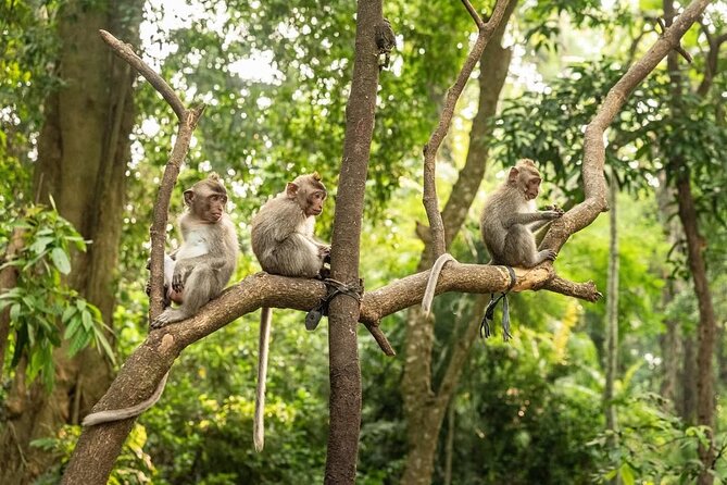 Ubud Monkey Forest - Rice Terrace - Jungle Swing - Water Temple - Ubud Monkey Forest: Close-Up Monkeys and a Reality Check