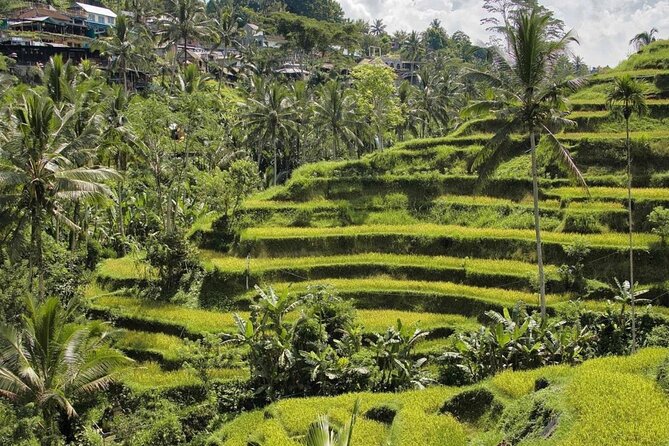 Ubud Monkey Forest, Rice Terrace & Tirta Empul Temple Tour - Tegalalang Rice Terrace: the best part is the view rhythm