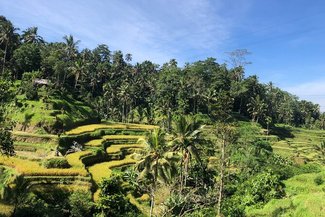 Ubud : Monkey Forest, Rice Terrace, Waterfall, Swing - A Full Day of Ubud Highlights, Packed But Doable