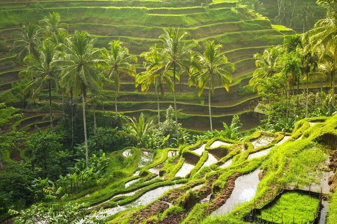 Ubud: Monkey Forest, Rice Terraces and Jungle Swing Tour - Sacred Monkey Forest Sanctuary, long-tailed macaques in a 12.5-hectare sanctuary