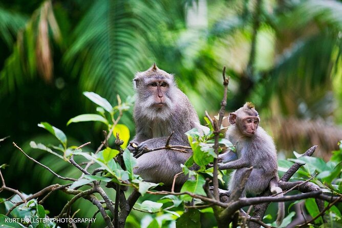 Ubud: Monkey Forest, Water Temple, Rice Terrace, Waterfall - Stop 1: Sacred Monkey Forest Sanctuary, How to Handle 700+ Macaques