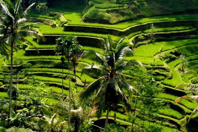 Ubud: Monkey Forest, Water Temple, Rice Terrace, Waterfall - Tickets, Entry Fees, Food, and What You Should Budget