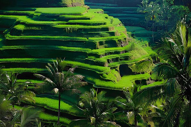 Ubud: Monkey Forest, Water Temple, Rice Terrace, Waterfall - Hotel Pickup, A/C Comfort, and Guides Who Actually Help