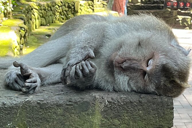 Ubud Private Nature and Temple Tour - A private Ubud full-day that keeps your schedule under control