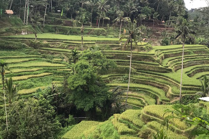 Ubud Private Tour : Best Of Ubud - Guided Tour - Lunch at D’Alas Warung Restaurant: Jungle View, Plan What You Order
