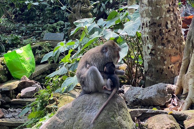 Ubud Private Tour: Monkey Forest, Rice Terrace, Temple, Waterfall - Private Pickup From Seminyak and Nearby: You Start Relaxed