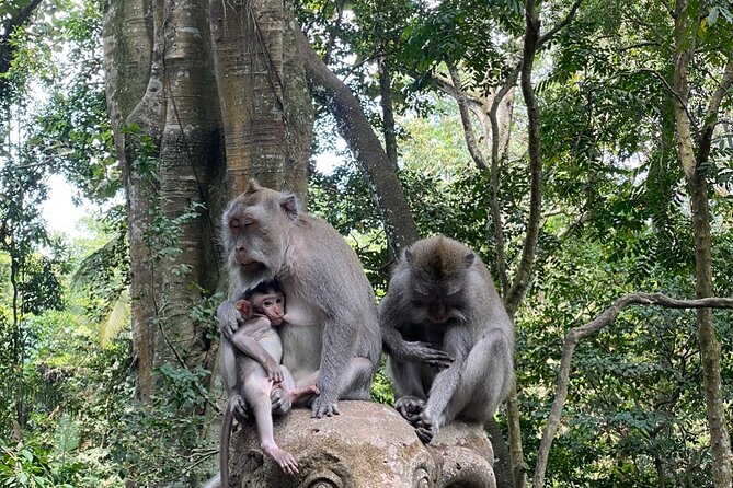 Ubud Private Tour: Monkey Forest, Rice Terrace, Temple, Waterfall - Sacred Monkey Forest Sanctuary: 700 Macaques and Temple Areas to Respect