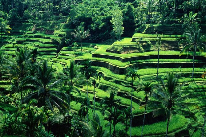 Ubud Private Tour : Ubud Temple and Authentic of Ubud - Timing, pickup, and how the 8 to 10 hours usually play out