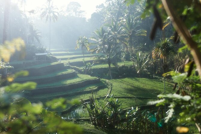 Ubud Private Tour - Waterfalls, Water Temple & Rice Terraces - Tirta Empul Temple Purification: Spout-to-Spout Ritual With Sarong Attire