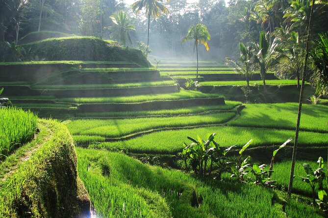 Ubud Private Tour - Waterfalls, Water Temple & Rice Terraces - Tegallalang Rice Terraces: The Walk, the Views, and the Timing Matter