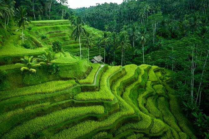 Ubud Private Tours with Jungle Swing Experience - all inclusive - Stop 1: Swing Heaven jungle swing and photo timing