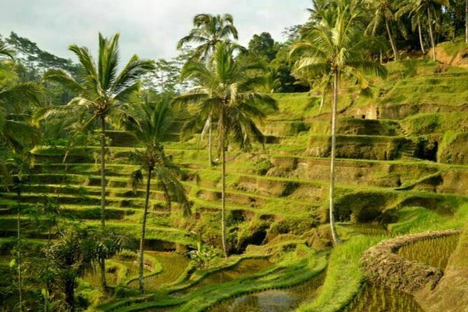 UBUD Spring Temple, Waterfall, Rice Terraces Private Tour - The ride, the commentary, and the included entry that save your energy