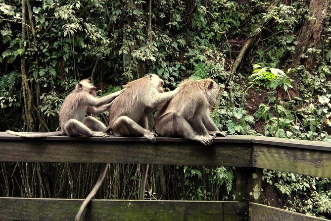 Ubud Surounding Tour - Stop 4: Segara Windhu coffee plantation and the luwak coffee story