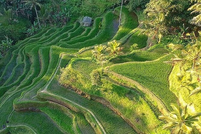 Ubud: Swing - Monkey Forest - Waterfall - Temple - Rice Terraces - Art Crafts - Tegenungan Waterfall: jungle views and a choose-your-own-adventure moment