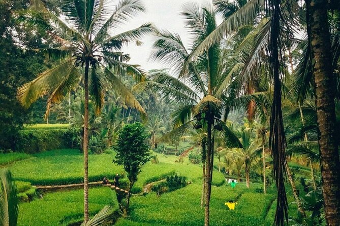 Ubud Temples, Waterfalls, Rice Terraces & Balinese Culture - Sacred Monkey Forest Sanctuary: Expect Mischief, Bring Patience