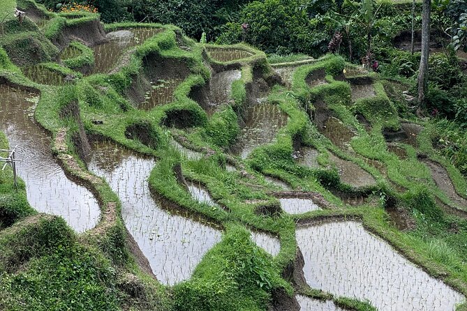 Ubud Top Tours to Discover Bali’s Cultural and Natural Wonders - Pakudui Village and Tegalalang rice terraces: why these views matter