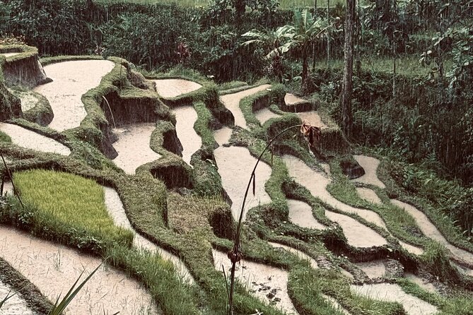 Ubud Top Tours to Discover Bali’s Cultural and Natural Wonders - Tirta Empul Temple: the purification ritual and the water’s meaning