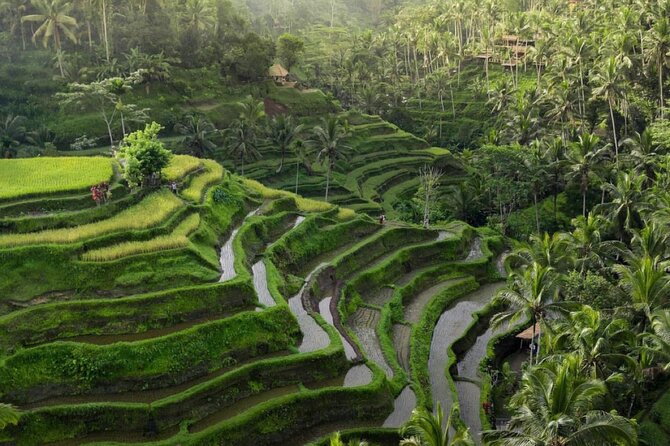 Ubud Tour-All Inclusive with Jungle Swing And Lunch - Pickup, air-conditioned comfort, and why a good driver matters