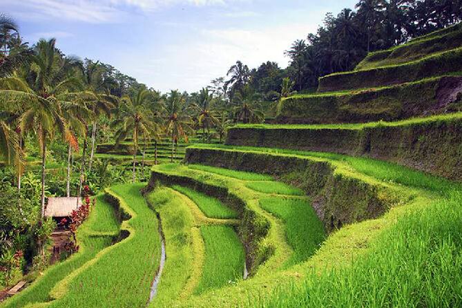 Ubud Tour - Best of Ubud - All Inclusive - Price and Value: What $90 Really Buys
