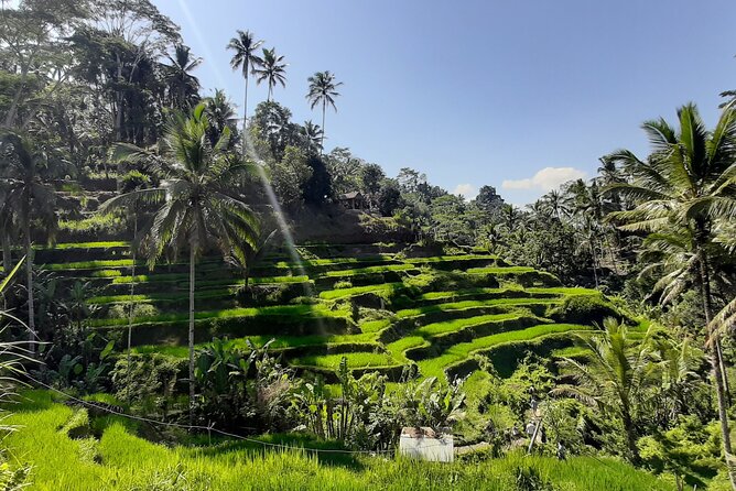 Ubud Tour - Highlights of Ubud - Key Points Before You Go