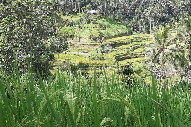 Ubud Tour - Highlights of Ubud - Tegalalang Rice Terrace: Classic Views and the Swing Photo Moment