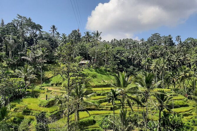 Ubud Tour - Highlights of Ubud - Lunch at D Alas Warung: A Proper Break With Jungle and Rice Views