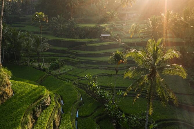 Ubud Tour Water Temple with Jungle Swing - Why this Ubud Tour ties culture to adrenaline so well